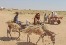 Sudan Is in Free Fall