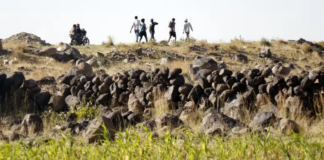 Saudi Arabia: Halt Imminent Executions of Ethiopian Migrants